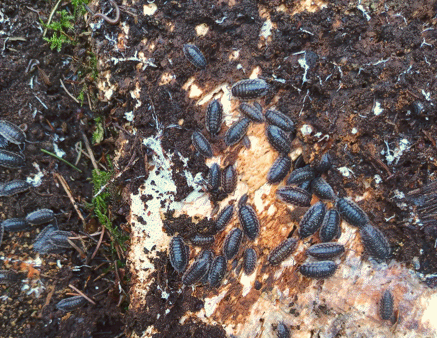 oniscus asellus isopods grouped found under bark