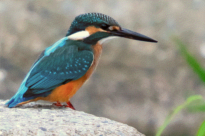 common kingfisher