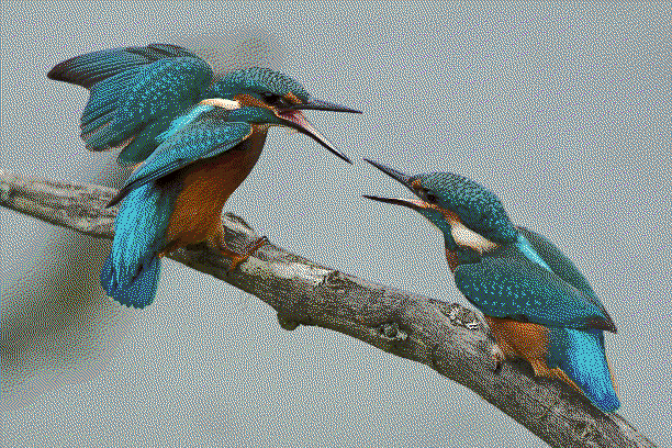 two kingfishers