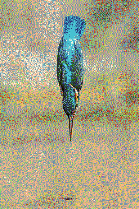 kingfisher diving