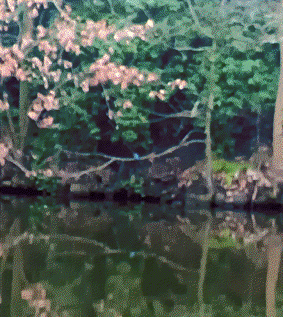 Kingfisher on branch near my house