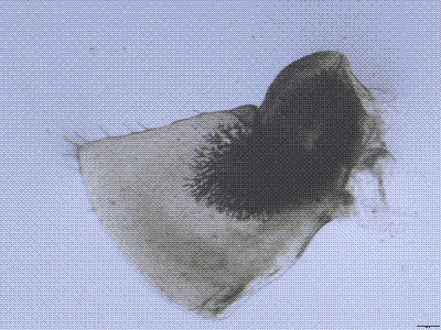 lung of an isopod under microscope, inverted colours