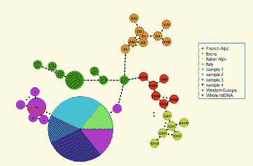 haplotype network