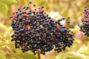 sambucus nigra berries