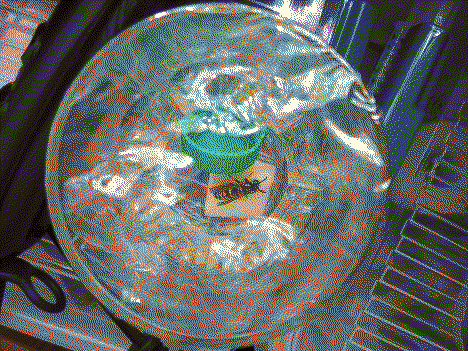 wasp in glass photo from above