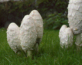 coprinus comatus mushroom