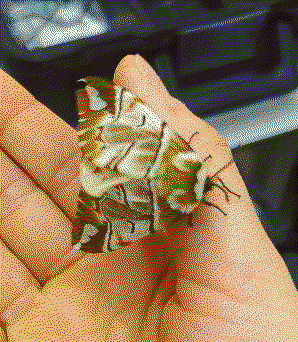 kentish glory moth