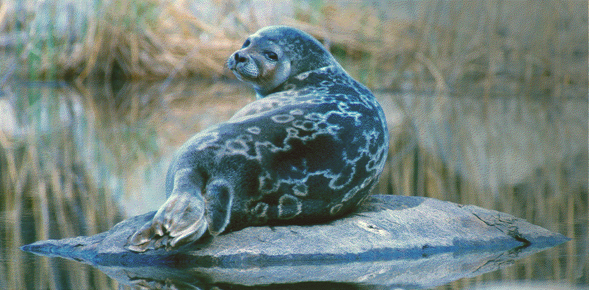 saimaa ringed seal